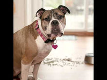 Load and play video in Gallery viewer, Toadfish Non-Tipping Dog Bowl